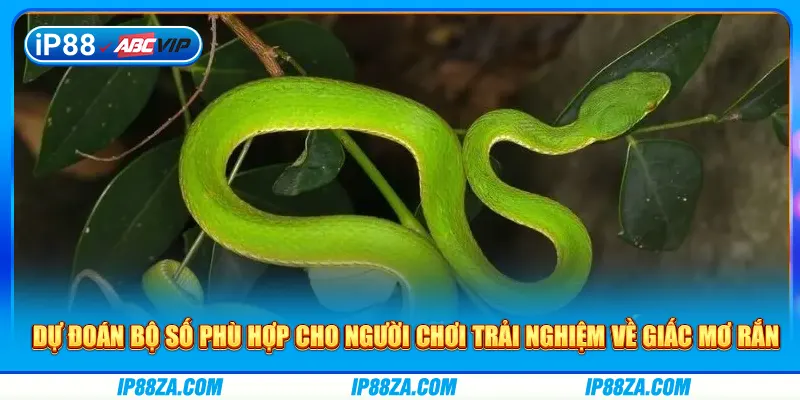 Dự đoán bộ số phù hợp cho người chơi trải nghiệm về giấc mơ rắn